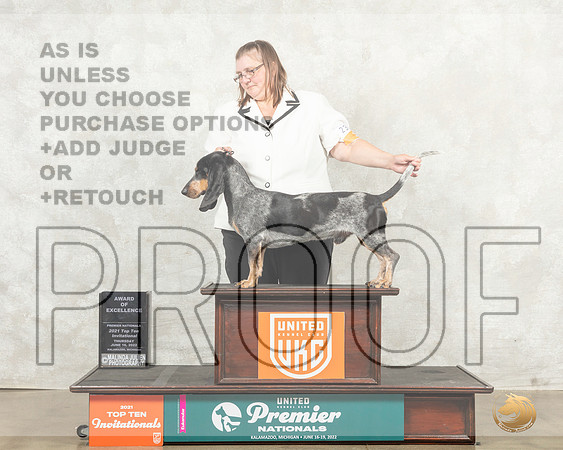 Basset bleu de Gascogne #238 Thurs Top10AOE Judge Diana Brumbaugh__MJ_8632_Premier_2022_HR3