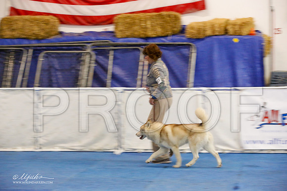 _M3_7543-AddisonHuskyMar2015-HR3