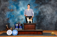 Chihuahua Smooth Coat #21 Fri WDBOW Judge Suzanne Dillin