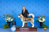 Alaskan Malamute #14 WED BVISw Judge Britt Jung