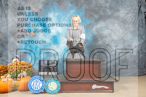 Russian Toy #5 Sun BOBBOWM Judge Shelley Hennessey_MJ_6440_Belton_2022_HR3