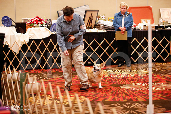 _JJ_7470-HstnCorgiFeb2015-HR3