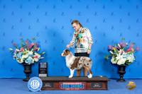 Miniature American Shepherd #9 SAT WD BOW Judge Jon Cole