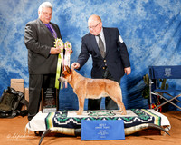 Australian Cattle Dog #15 Fri Best Puppy in Sweeps +A2