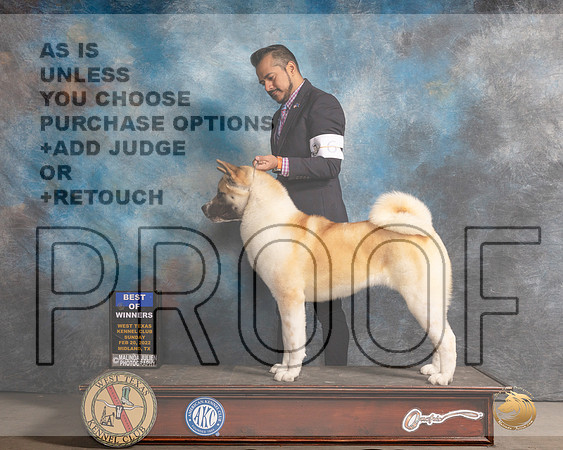 Akita #6 Sun BOW Judge Jim FehringMMJ_5031_Mdlnd2022_HR3