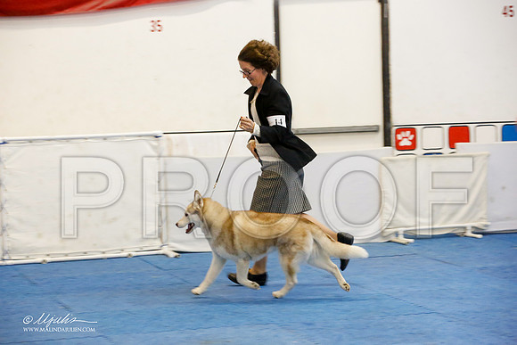 _M3_1233-AddisonHuskyMar2015-HR3