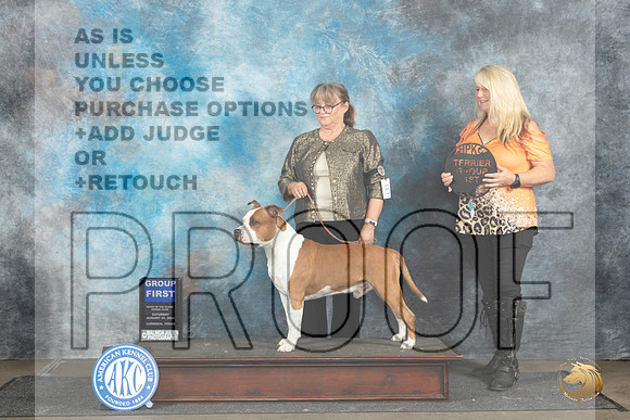 American Staffordshire Terrier #5 Sat G1 Judge Gerard Penta__JP_3779_Lubbock_2024_HR3