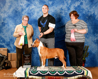 American Staffordshire Terrier #5 Sat Res Best in BMatch +A1