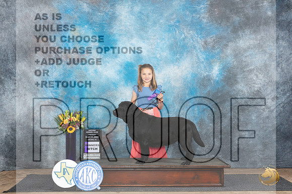 Labrador Retriever #14 Fri WB Judge Vicki Abbott__JP_9179_Abilene_2024_HR3