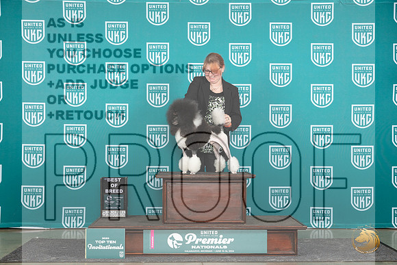 Poodle MC #1160 Thur T10BOB Judge Sharon Griffin__JP_1090_Premier_2024_HR3