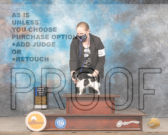 Chihuahua Long Coat #7 Sat 6-91st Judge Donnelle RichardsMMJ_4014_Mdlnd2022_HR3