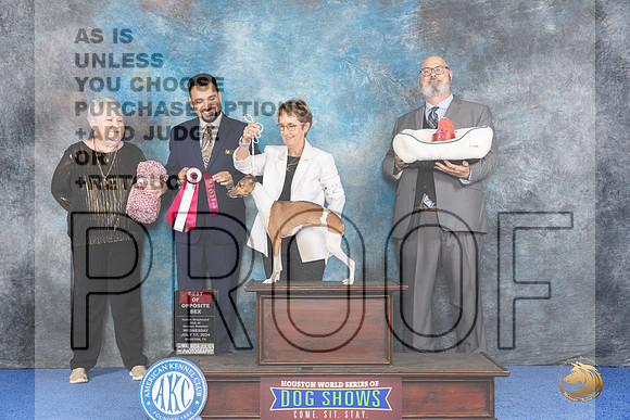 Italian Greyhound #24 WED BOS OH Judge Joao Machado__JP_6641_Houston_2024_HR3