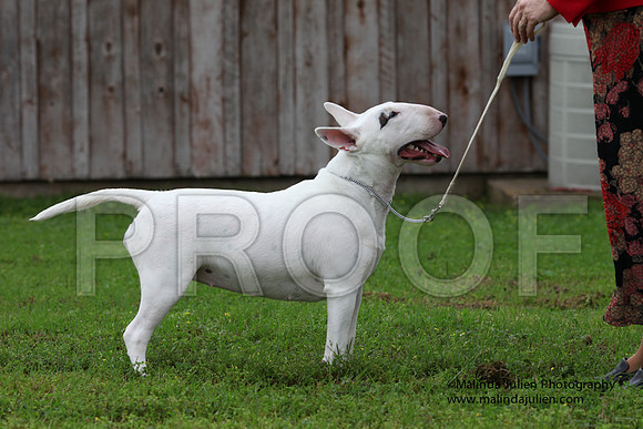 BullTer-8512