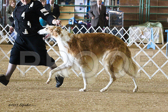 Borzoi-5536