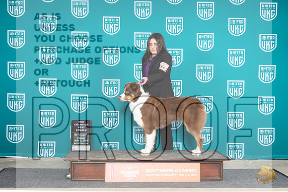 Australian Shepherd #156 BFCH Judge Nancy Eilks__JP_6278_BatesvilleMS_2024_HR3