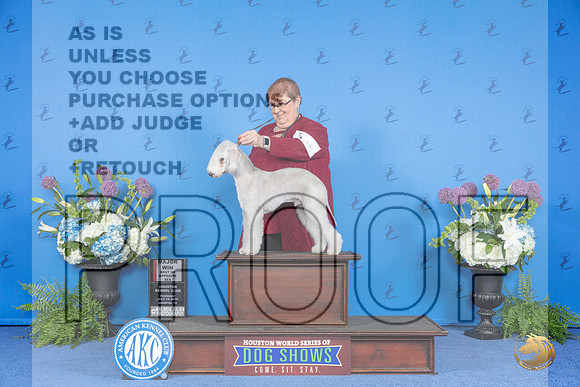 Bedlington Terrier #9 THUR BOS M Judge Jamie Hubbard__JP_8225_Houston_2024_HR3