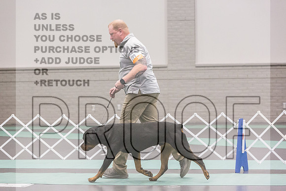 Rottweiler Ring Fri Ring 1_JJL_5061_UKCLNGVIEWOCT2024_2024_HR3
