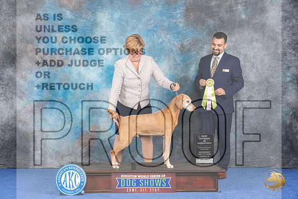 Vizsla #33 Wed BVetSweeps Judge Joao Machado__JP_7438_Houston_2024_HR3