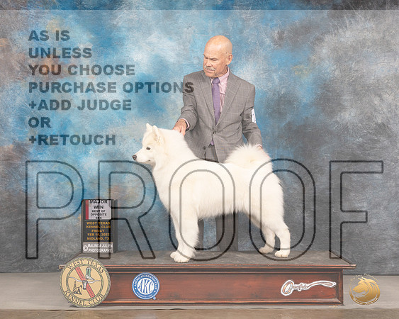 Samoyed #12 Fri BOS Judge Del RichardsMMJ_2955_Mdlnd2022_HR3