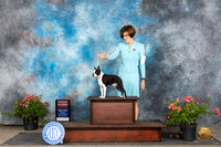 Boston Terrier #11 Sun G2 Judge Polly (Mrs Robert) D Smith