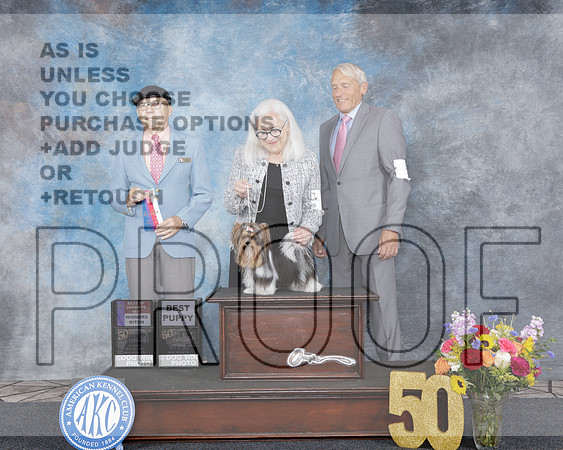Biewer Terrier #6 Sun WB BOS BP Judge Daniel Dowling-_WP_4209e_Houston Toy Show 2025-HR3