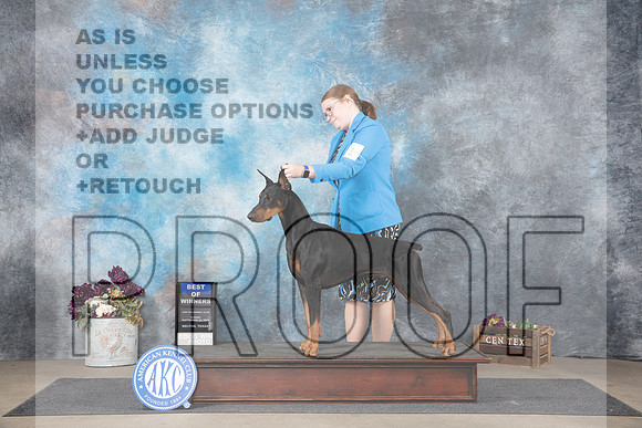 Doberman Pinscher #11 Sun BOW Judge Del Richards__JP_7759_Belton_2024_HR3
