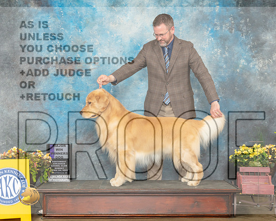 Golden Retriever #29 Sun WD Judge Laurie Telfair-MMJ_1385-NWARK2022-HR3