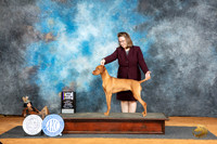 Vizsla #18 Sat BOBM Judge Lisa Graser
