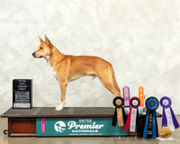 Carolina Dog #1319 Sun