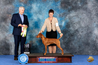 Vizsla #42 Wed BISweeps Judge Christopher Keith