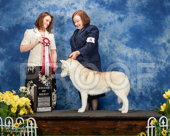 _ST_4131-AddisonHuskyMar2015-HR3