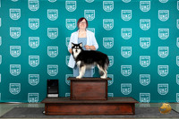 Alaskan Klee Kai #1284 see card