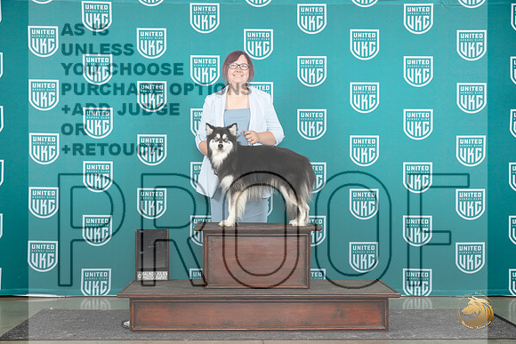 Alaskan Klee Kai #1284 see card__JP_1137_Premier_2024_HR3