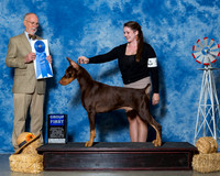 Doberman Pinschers #5 Sat G1 Claggett Ashlee J Susan V Charles B Judge Mr Ronald V Horn