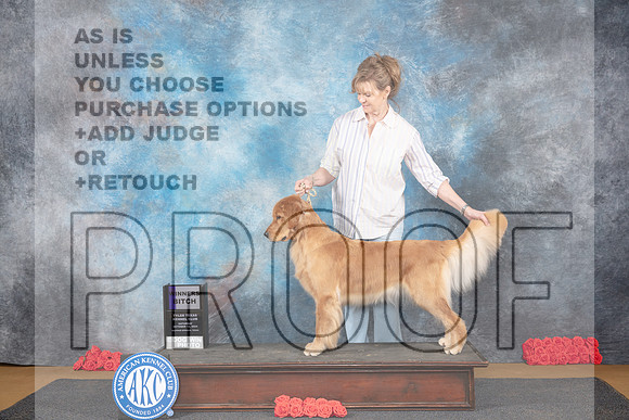 Golden Retriever #8 Sat WB Judge Nikki Riggsbee__JP_0179_Sulphur Springs_2024_HR3