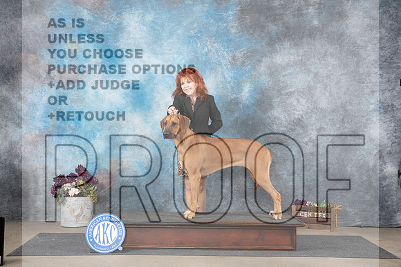 Rhodesian Ridgeback Sat Pam Whitley No Judge__JP_7074_Belton_2024_HR3
