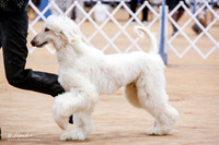 Afghan Hound Sun Ring
