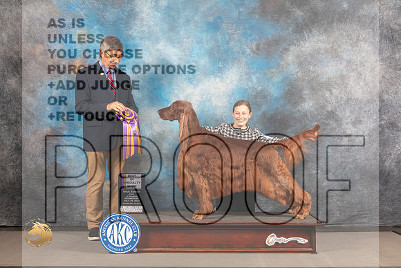 Irish Setter #7 WED BOB Judge Richard Powell_MJ_1950_Houston_2022_HR3