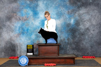 Schipperke #7 Sun G3 Judge Anne Catterson