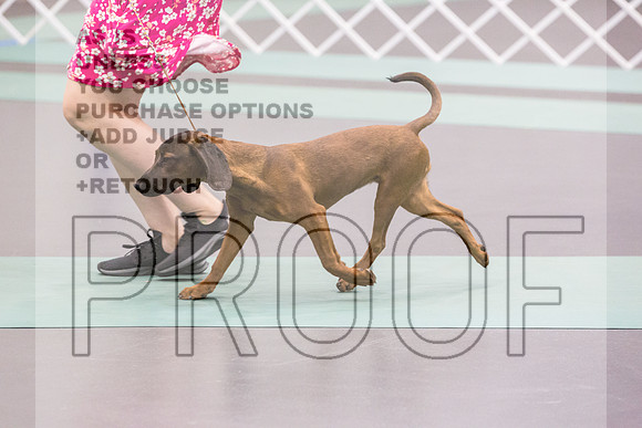Bavarian Mountain Hound Ring Fri Ring 1_JJL_5108_UKCLNGVIEWOCT2024_2024_HR3