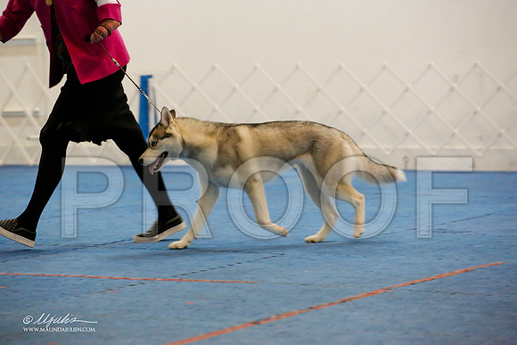 _M3_0626-AddisonHuskyMar2015-HR3