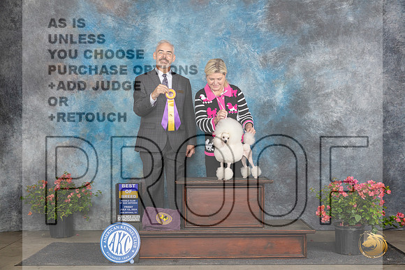 Poodle Toy #14 Fri BOB Judge Dale Martenson__JP_4284_San Antonio_2024_HR3