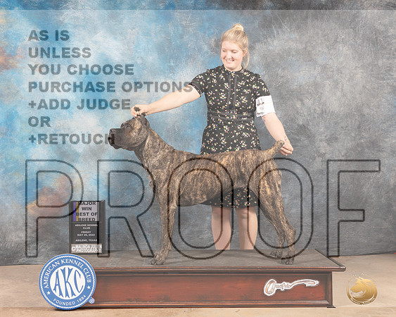 Cane Corso #18 Fri WBBOBM Judge Joan Liebes-MMJ_3085-Addison2022-HR3