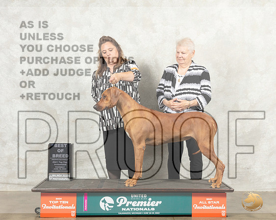 Rhodesian Ridgeback #1182 Thur BOB Diana Brumbaugh__MJ_7370_Premier_2022_HR3