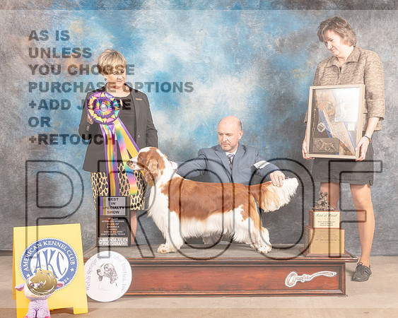 Welsh Springer Spaniel #10 Fri BISS Judge Peggy Beisel McIlwainer-MMJ_7870-FW2022-HR3