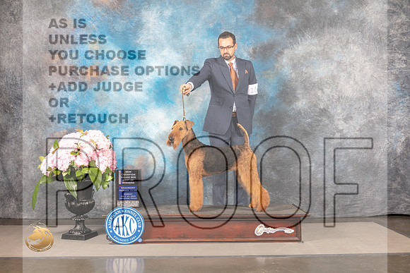 Airedale Terrier #10 SUN WBOS NCH Judge Steven Keating_MJ_7966_Houston_2022_HR3