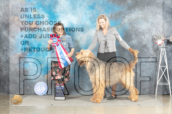 Otterhound #5 Fri BIS Judge Joan Liebes_MJ_4231_Amarillo_2022_HR3