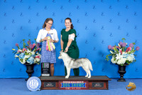 SIberian Husky #8 SAT 4to6P BIS Judge Britt Jung