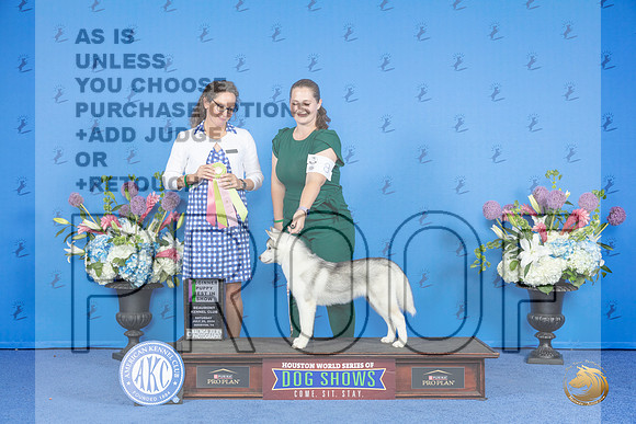 SIberian Husky #8 SAT 4to6P BIS Judge Britt Jung__JP_0028_Houston_2024_HR3