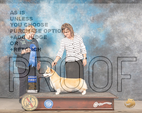 Pembroke Welsh Corgi #38 Sun G1 Judge Judy BrownMMJ_5826_Mdlnd2022_HR3